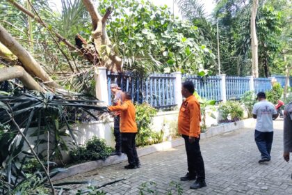 TRC Kota Bandar Lampung Evakuasi Pohon Tumbang