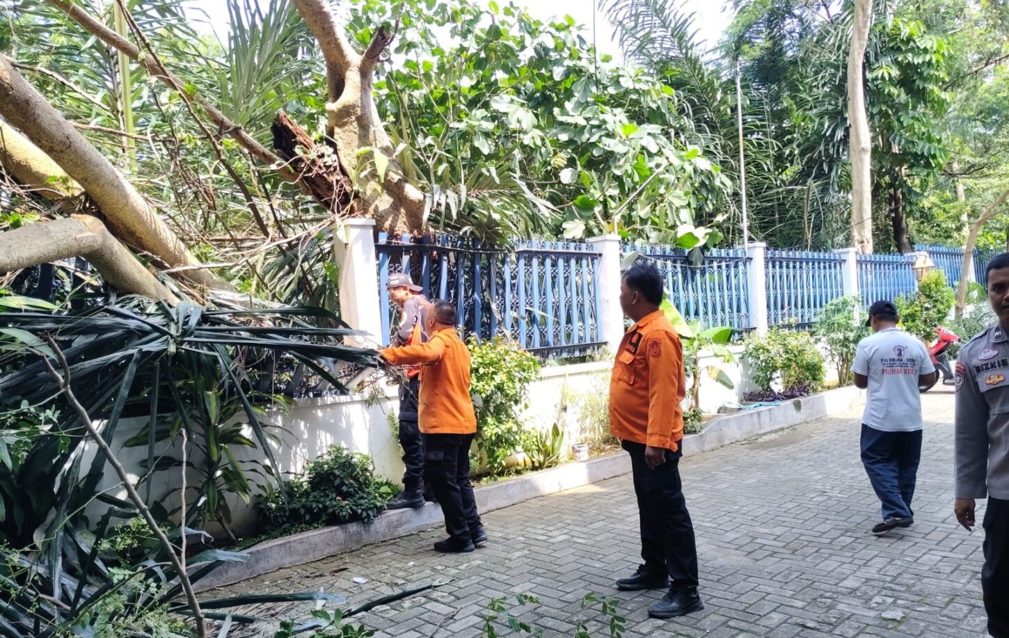 TRC Kota Bandar Lampung Evakuasi Pohon Tumbang